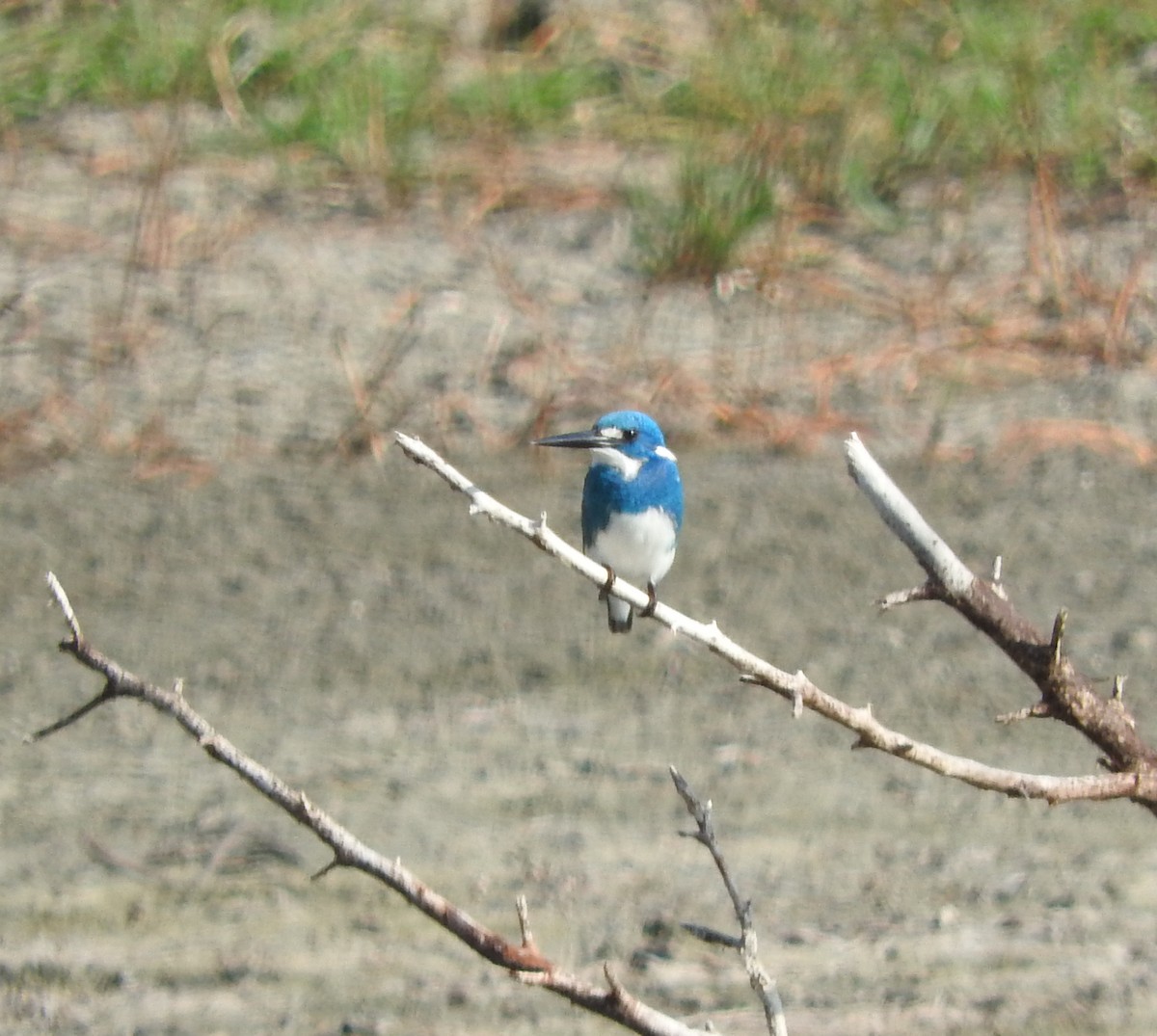 Small Blue Kingfisher - ML71924371