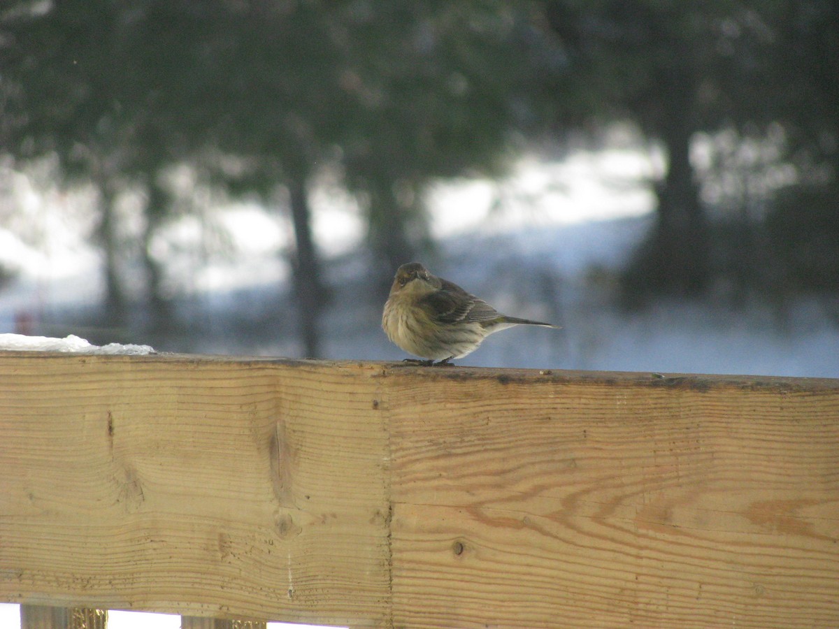 Yellow-rumped Warbler - Michel Renaud COHL