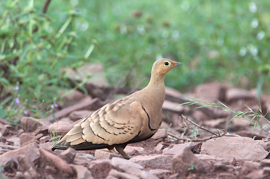 Chestnut-bellied Sandgrouse - Ashis Kumar  Pradhan