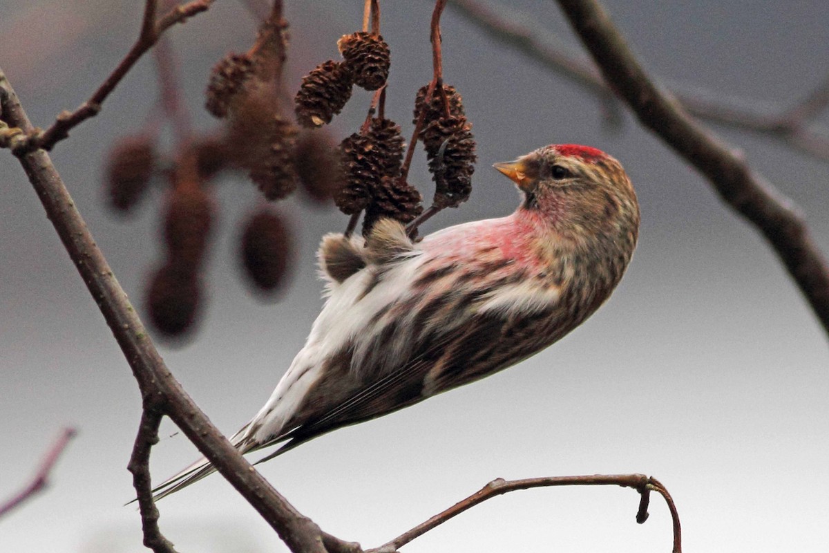 Common Redpoll - ML71928081