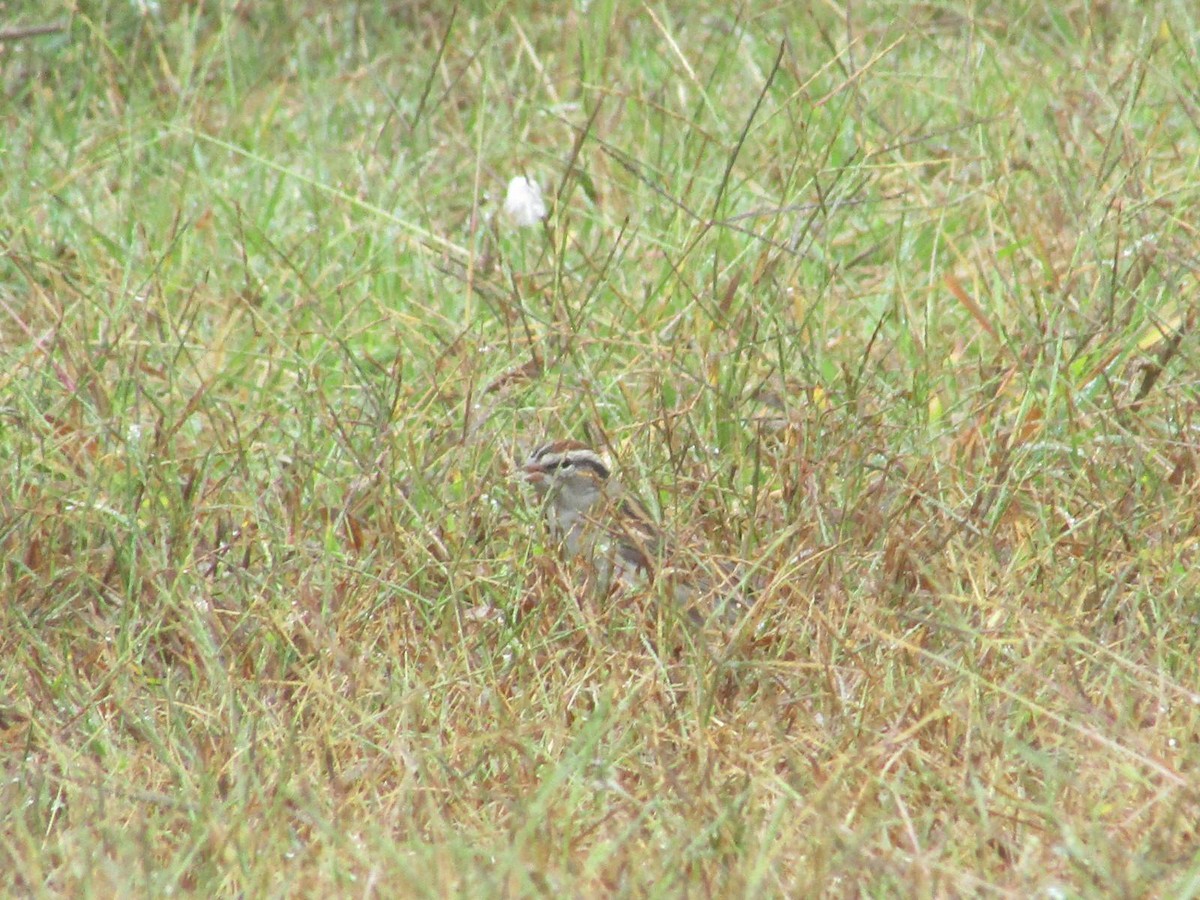 Chipping Sparrow - ML71928111