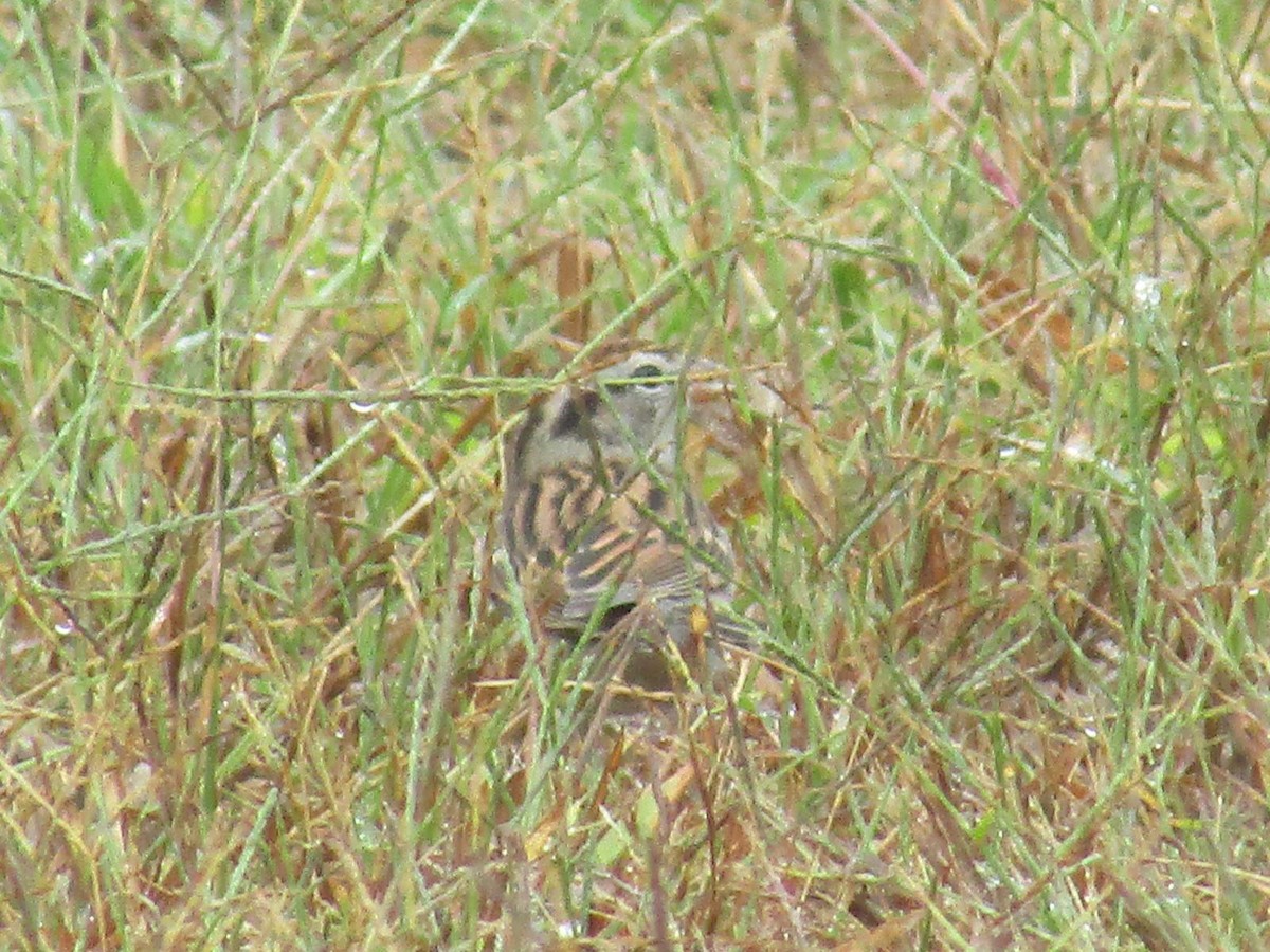 Chipping Sparrow - ML71928121
