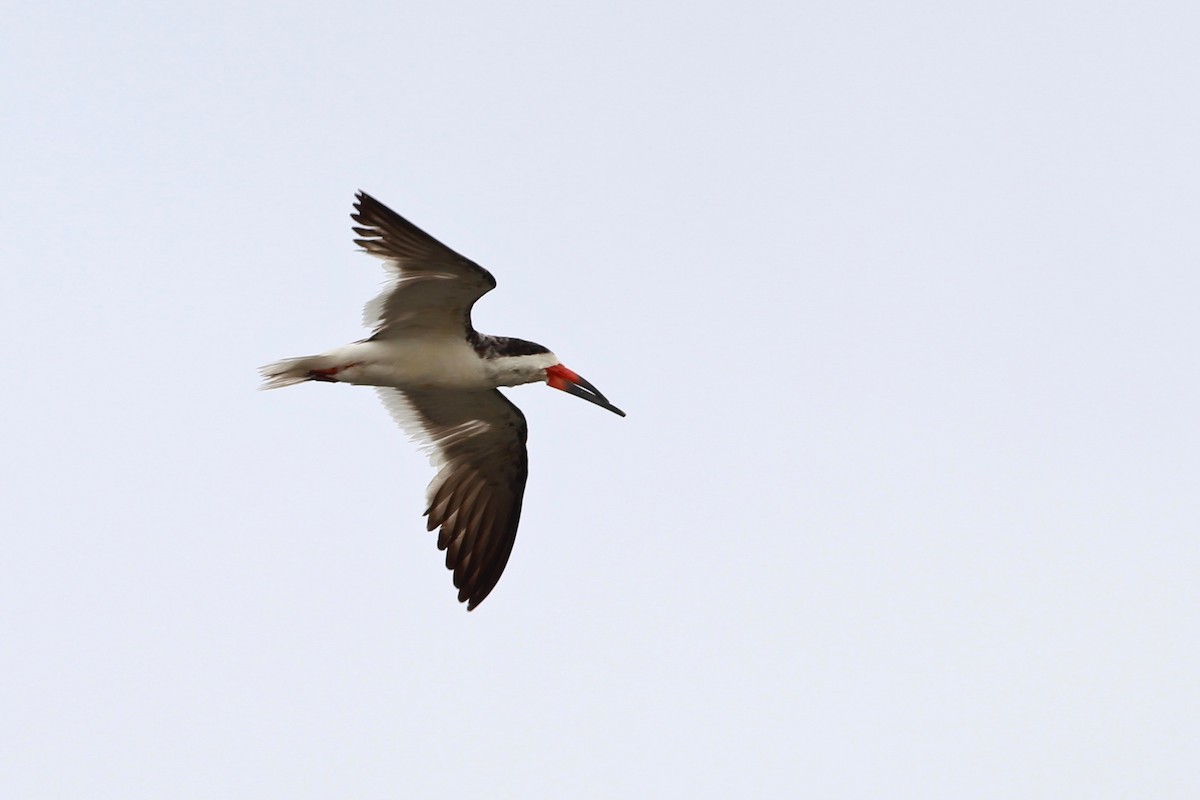 Black Skimmer - ML71929191