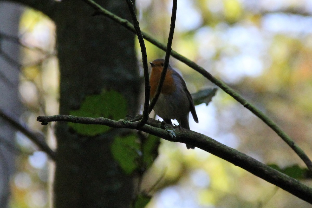 European Robin - Anthony  Popiel