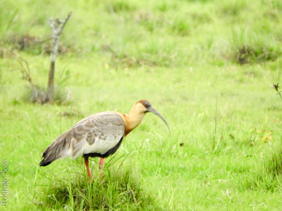 ibis bělokřídlý - ML71929911