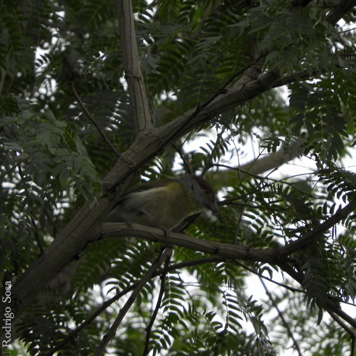 Краснобровый попугаевый виреон - ML71930631