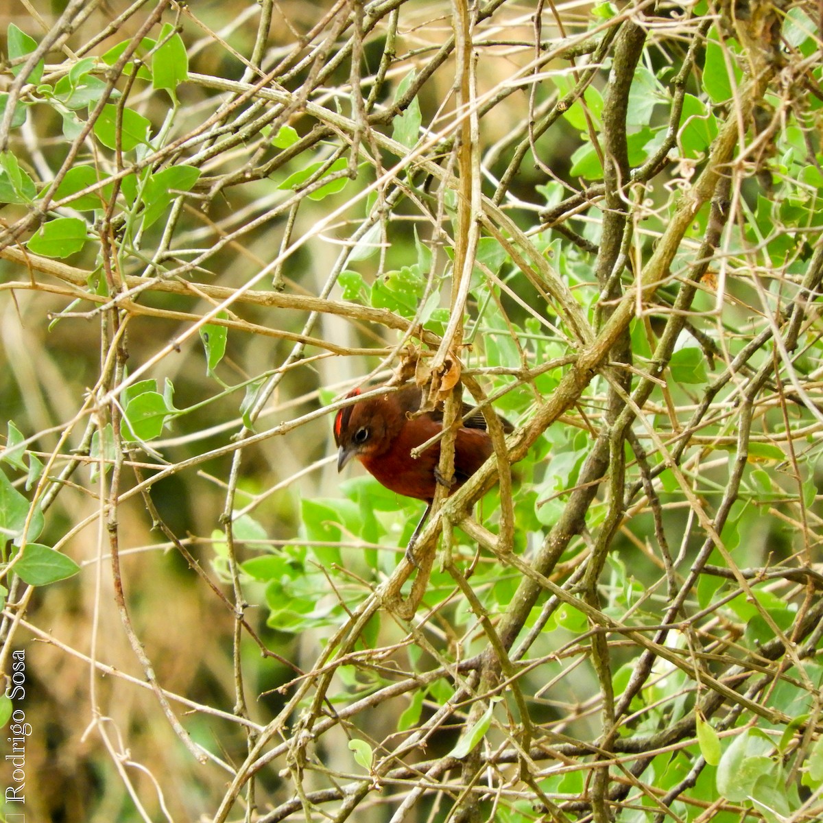 Red-crested Finch - ML71930801