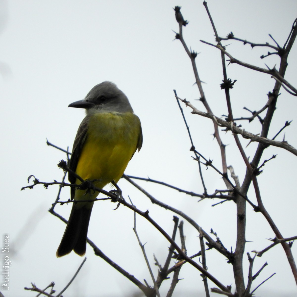 Tropical Kingbird - Carlos Rodrigo Sosa