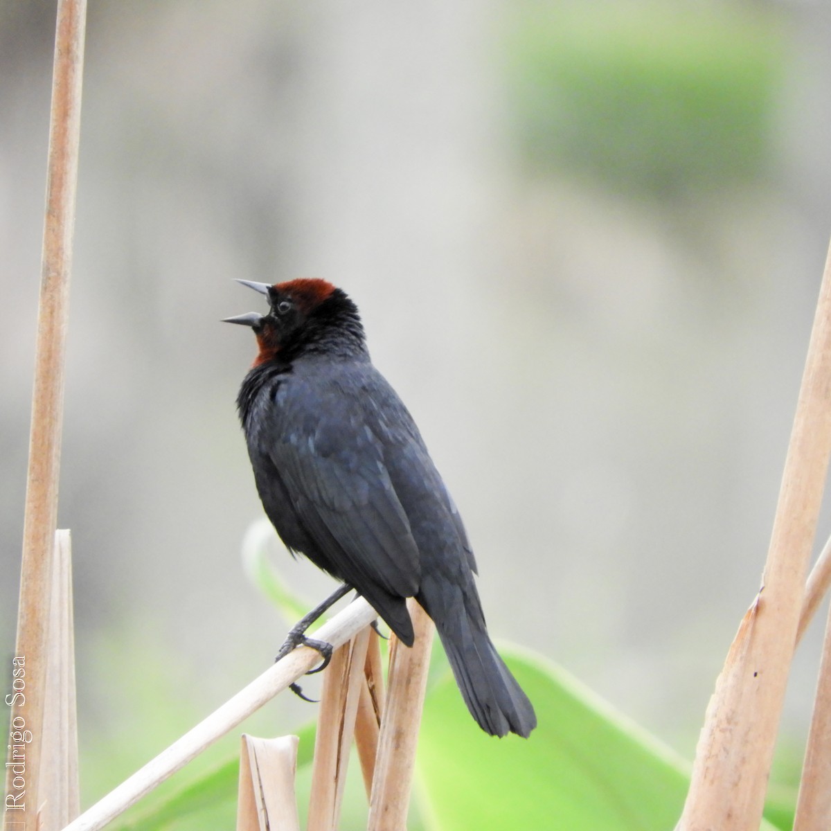 Chestnut-capped Blackbird - ML71931101