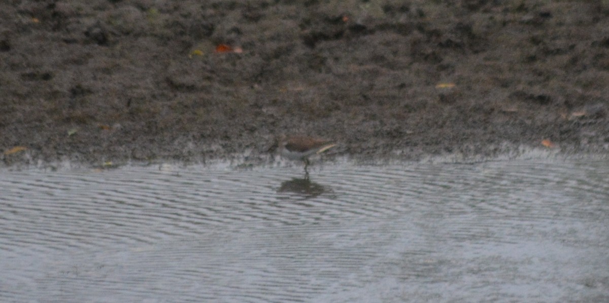 Solitary Sandpiper - ML71931641