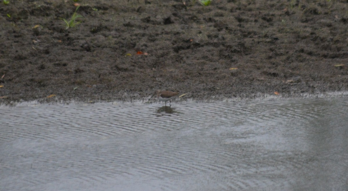 Solitary Sandpiper - ML71931731