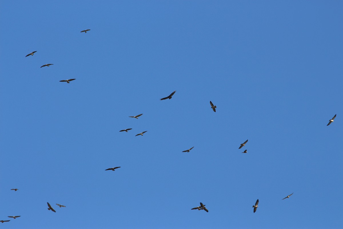 Swainson's Hawk - ML71932111