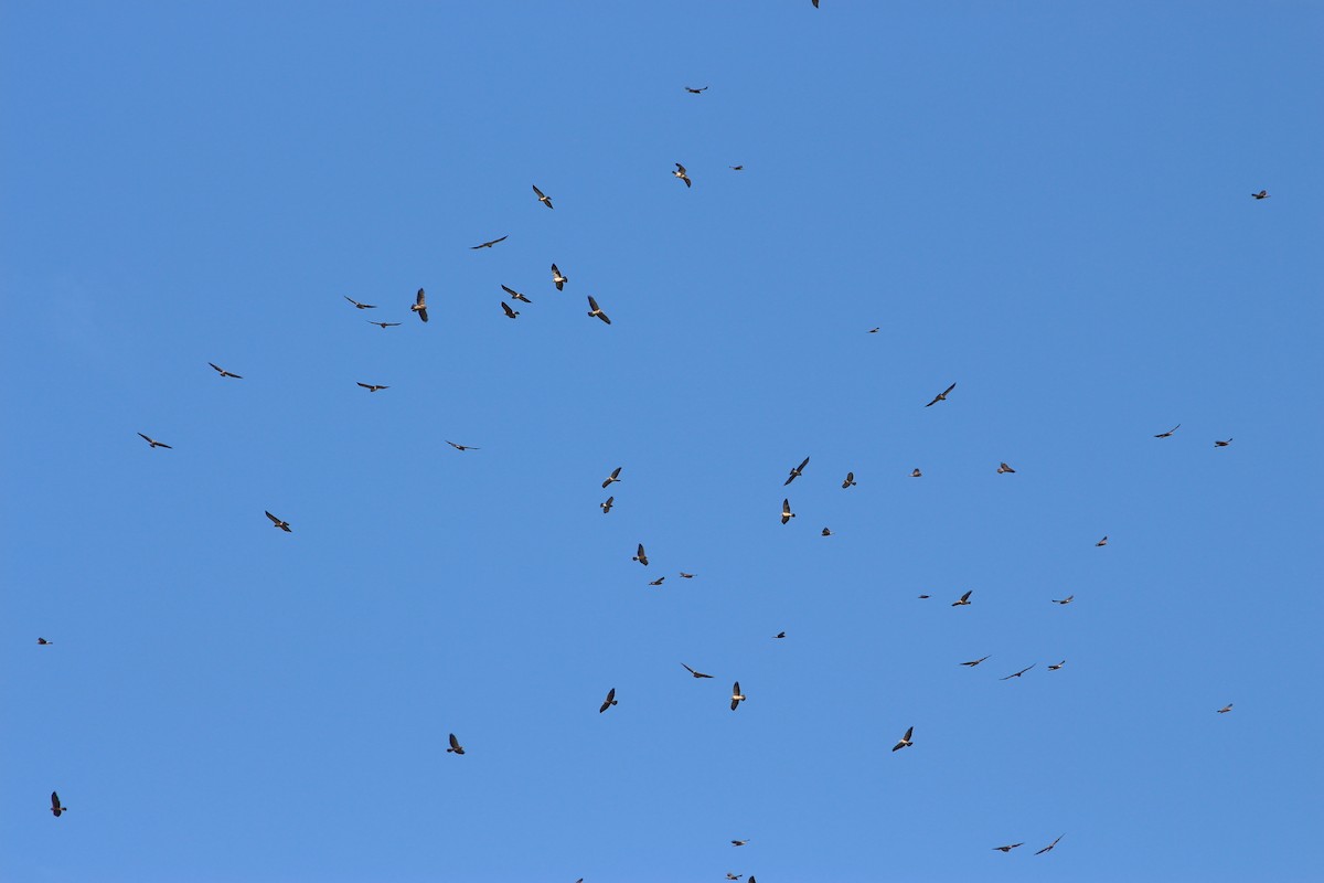 Swainson's Hawk - Oscar Johnson