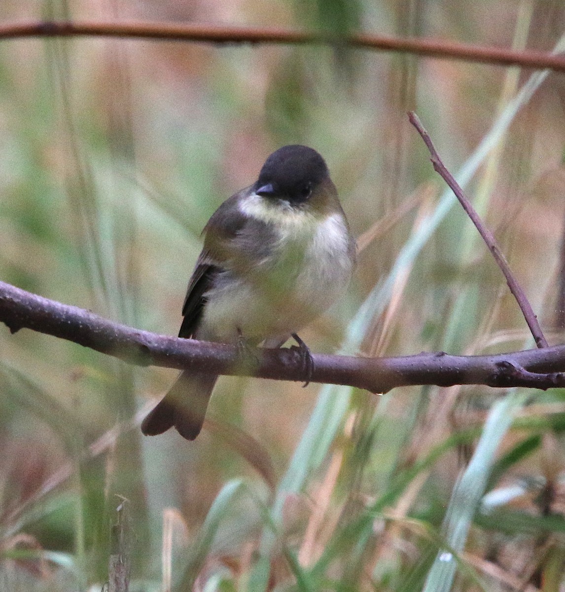 Eastern Phoebe - ML71934011