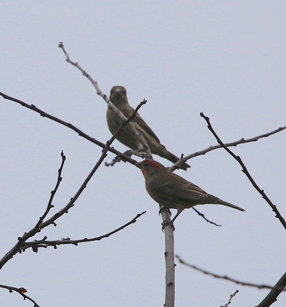 House Finch - ML71934081