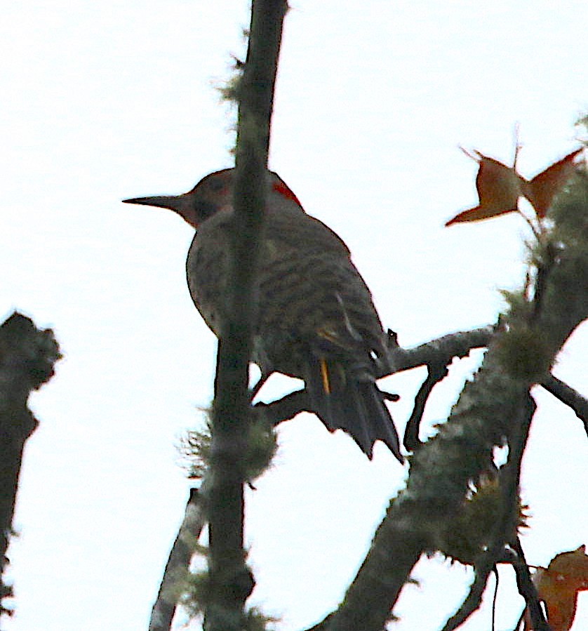 Northern Flicker - ML71934201