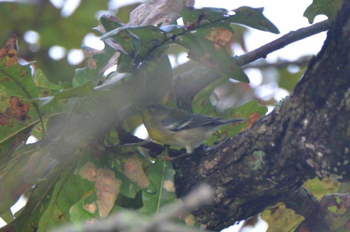 Northern Parula - ML71934771