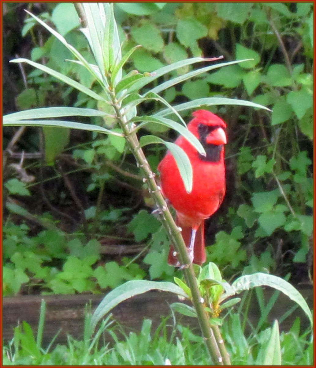 Красный кардинал [группа cardinalis] - ML71935281