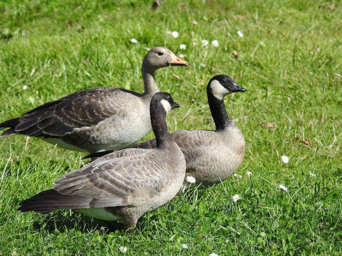 Cackling Goose - ML71936591