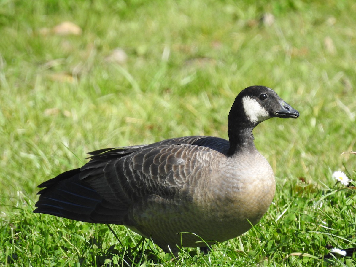 Cackling Goose - ML71936841