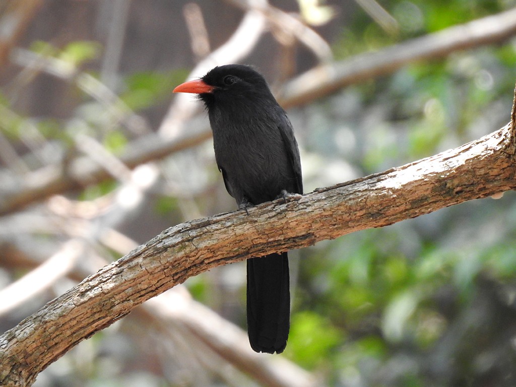 Black-fronted Nunbird - ML71937361