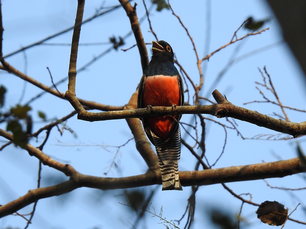 Blue-crowned Trogon - ML71938001