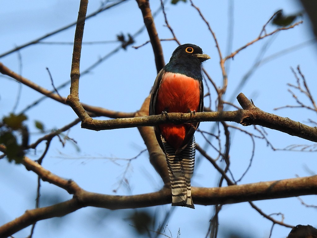 trogon modrotemenný - ML71938011