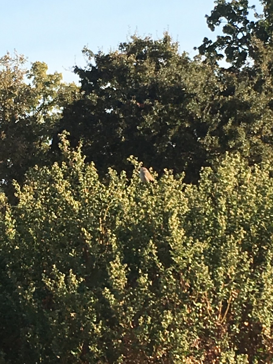 Northern House Wren - Fred Safier