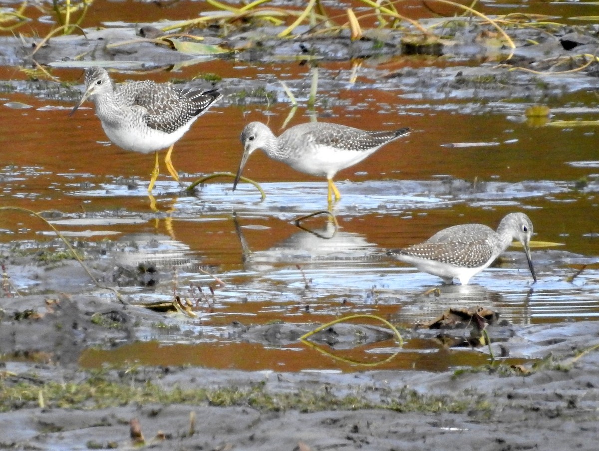 Greater Yellowlegs - ML71941171