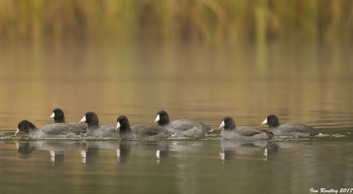 American Coot - ML71942571