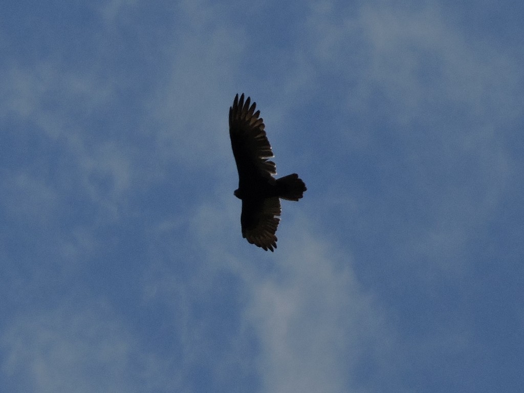 Turkey Vulture - Manuel Becerril González