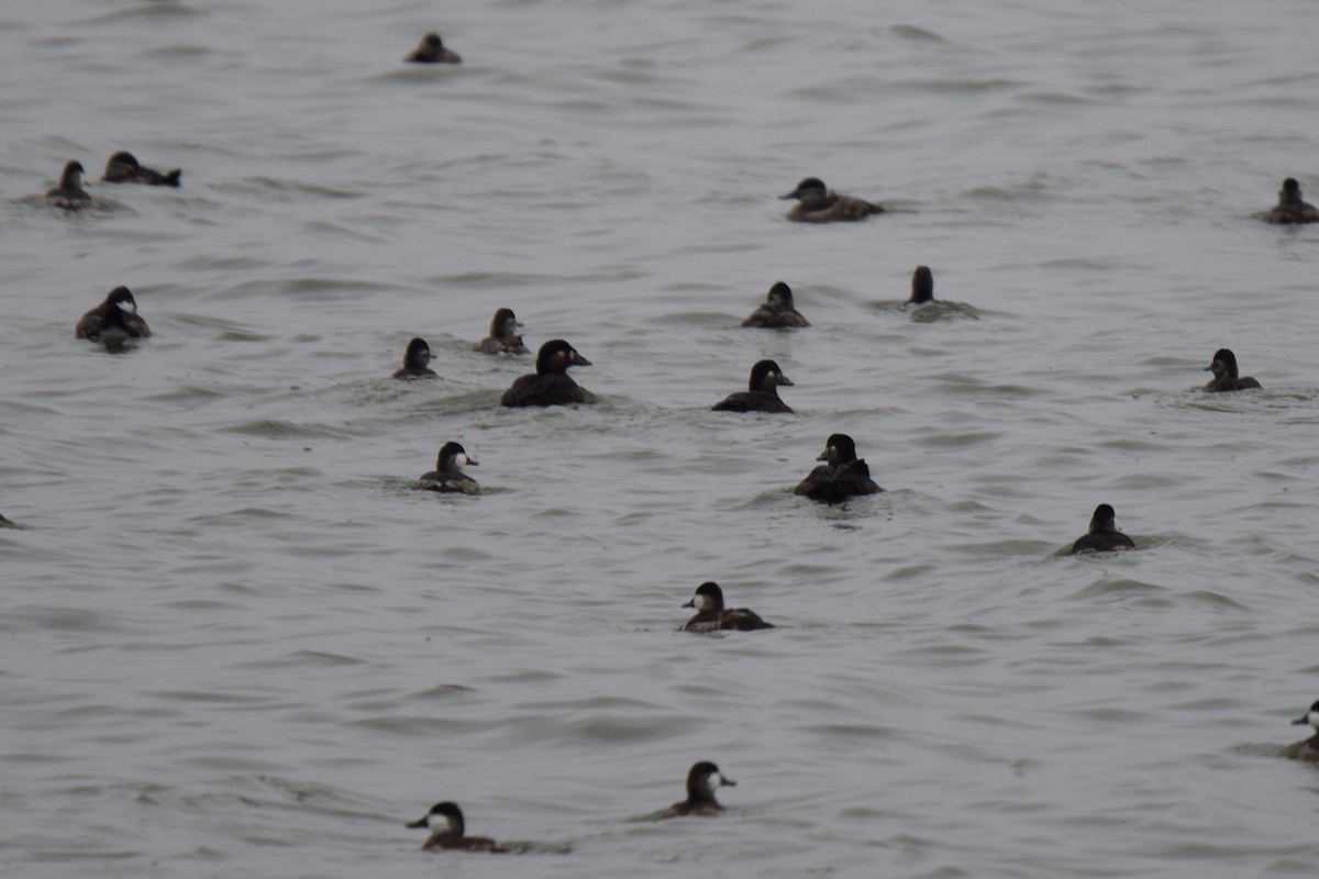 Surf Scoter - ML71944081