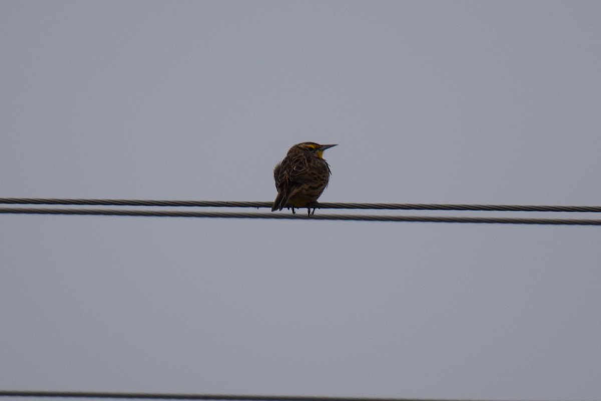 Eastern Meadowlark - ML71944361