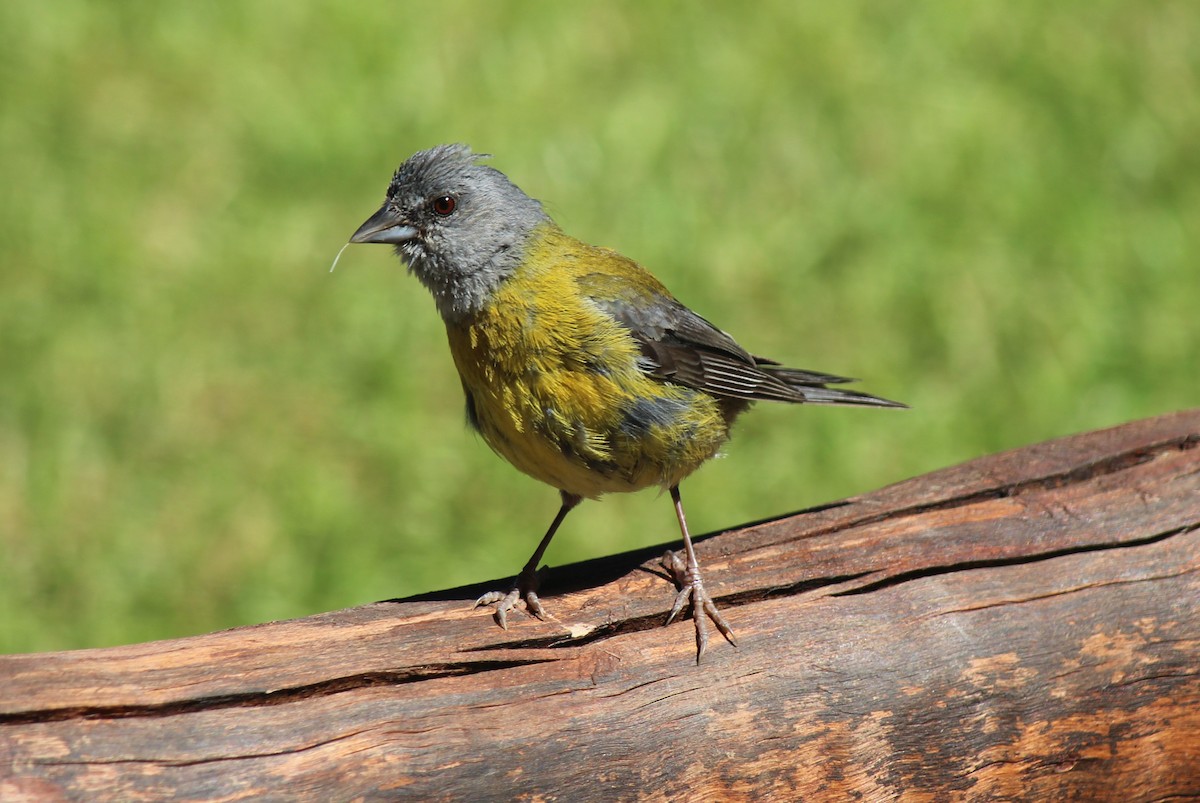 Patagonian Sierra Finch - ML71945181