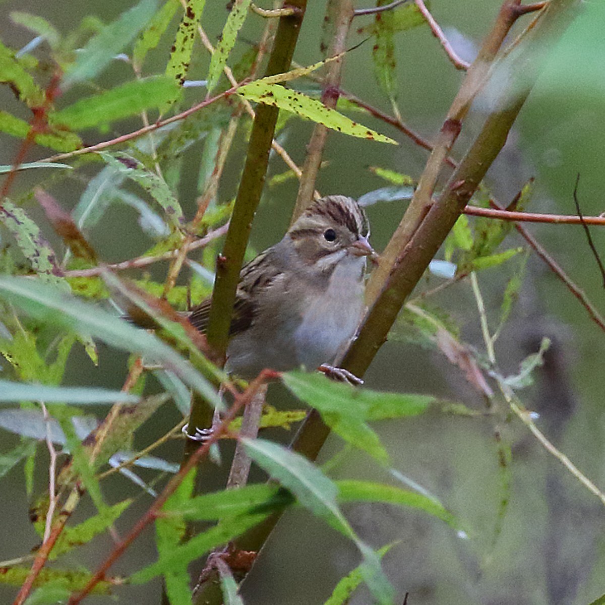 Clay-colored Sparrow - Dan Vickers