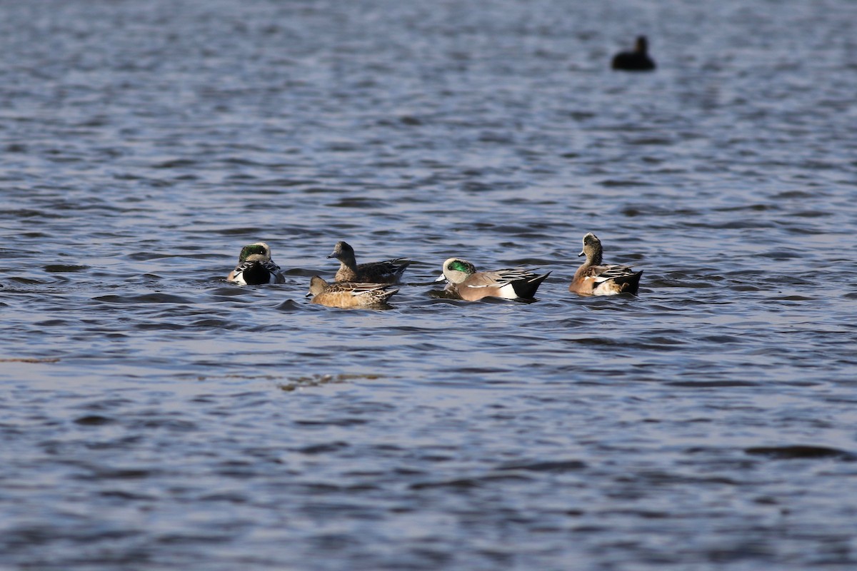 American Wigeon - ML71945641