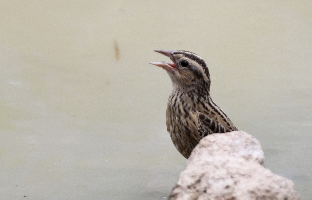 Red-breasted Meadowlark - ML71947161