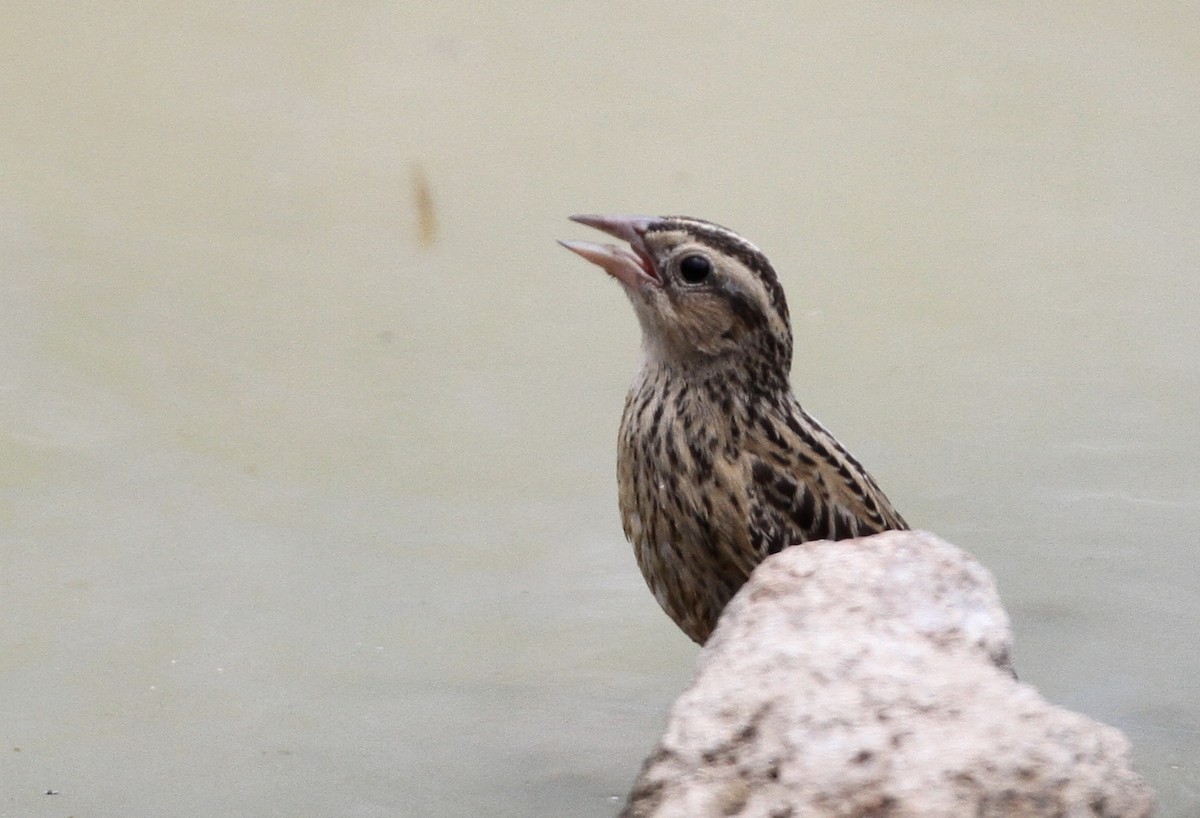 Red-breasted Meadowlark - ML71947181