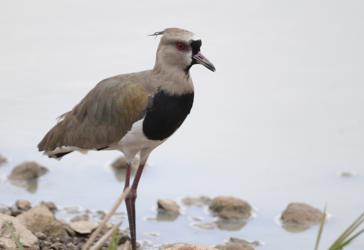 Southern Lapwing - ML71947291