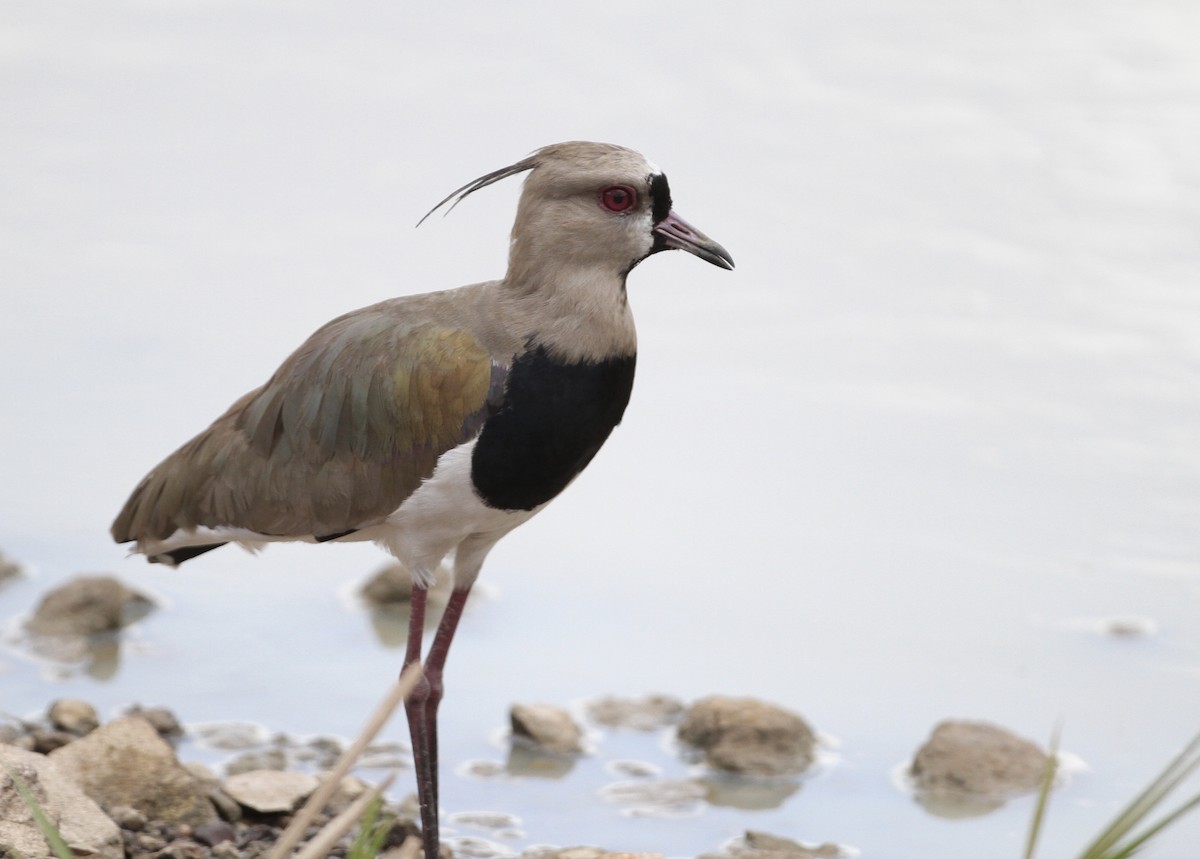 Southern Lapwing - ML71947351