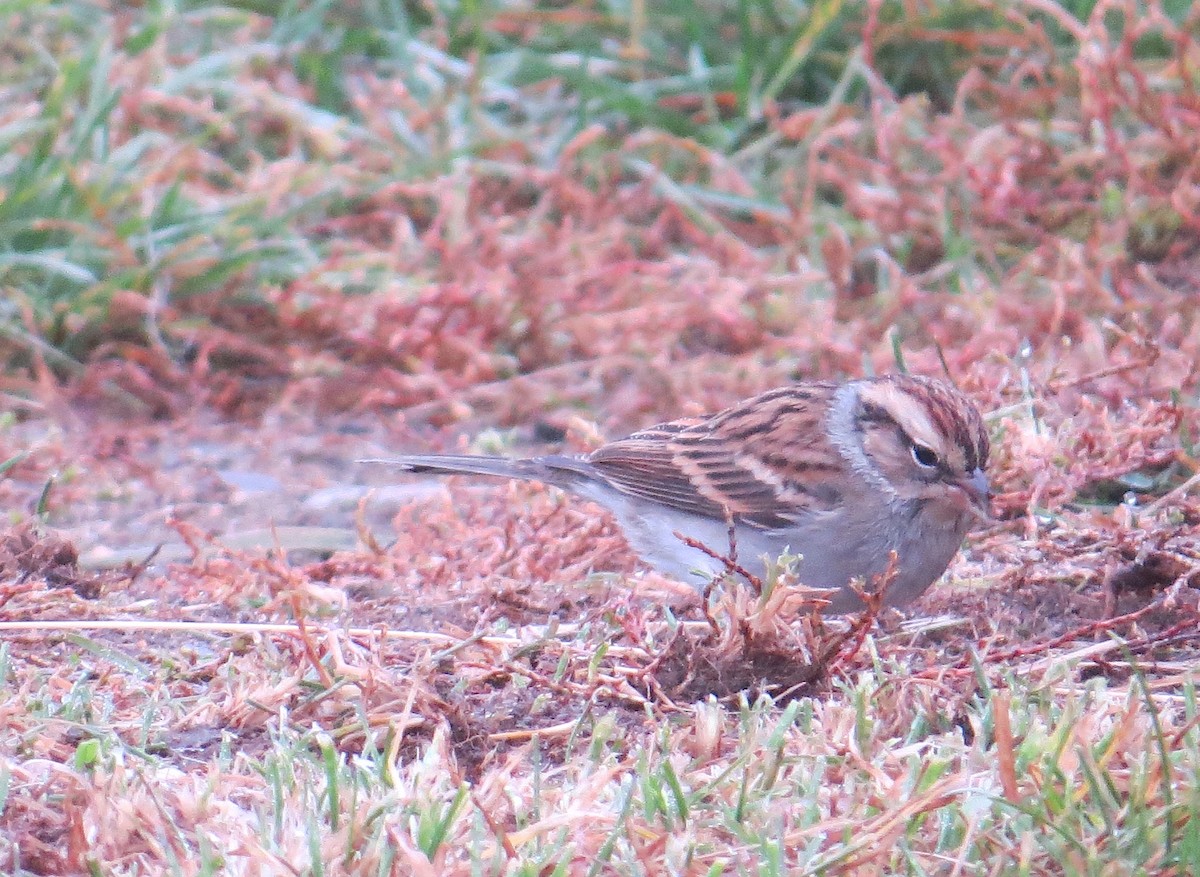Chipping Sparrow - ML71949971