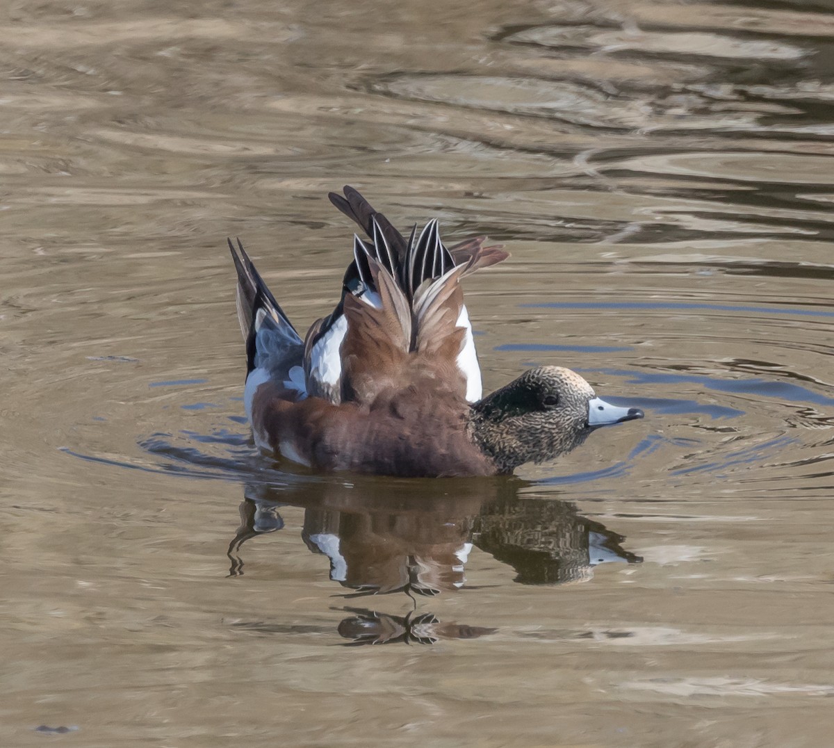 American Wigeon - ML71950711