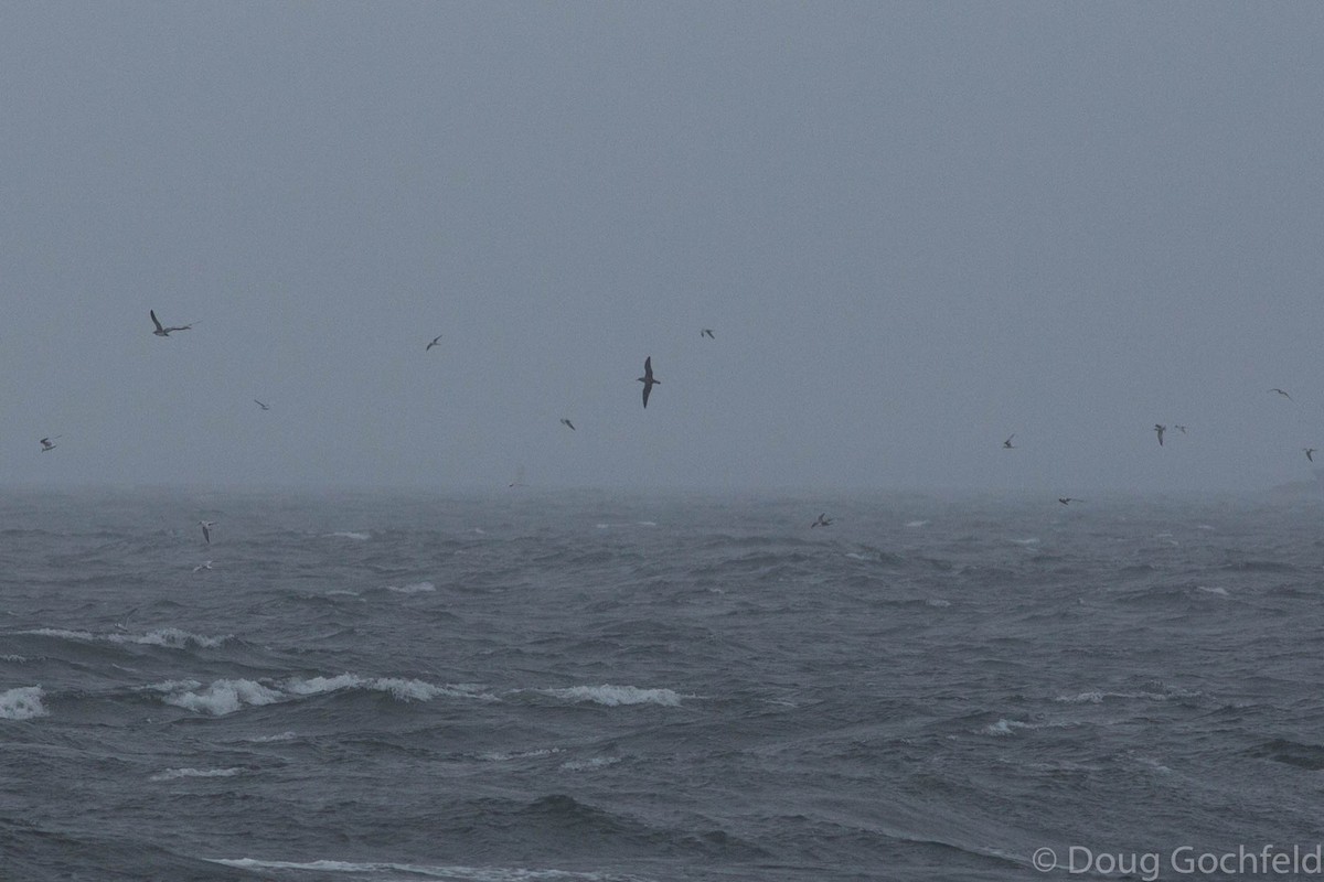 Cory's Shearwater - ML71950771