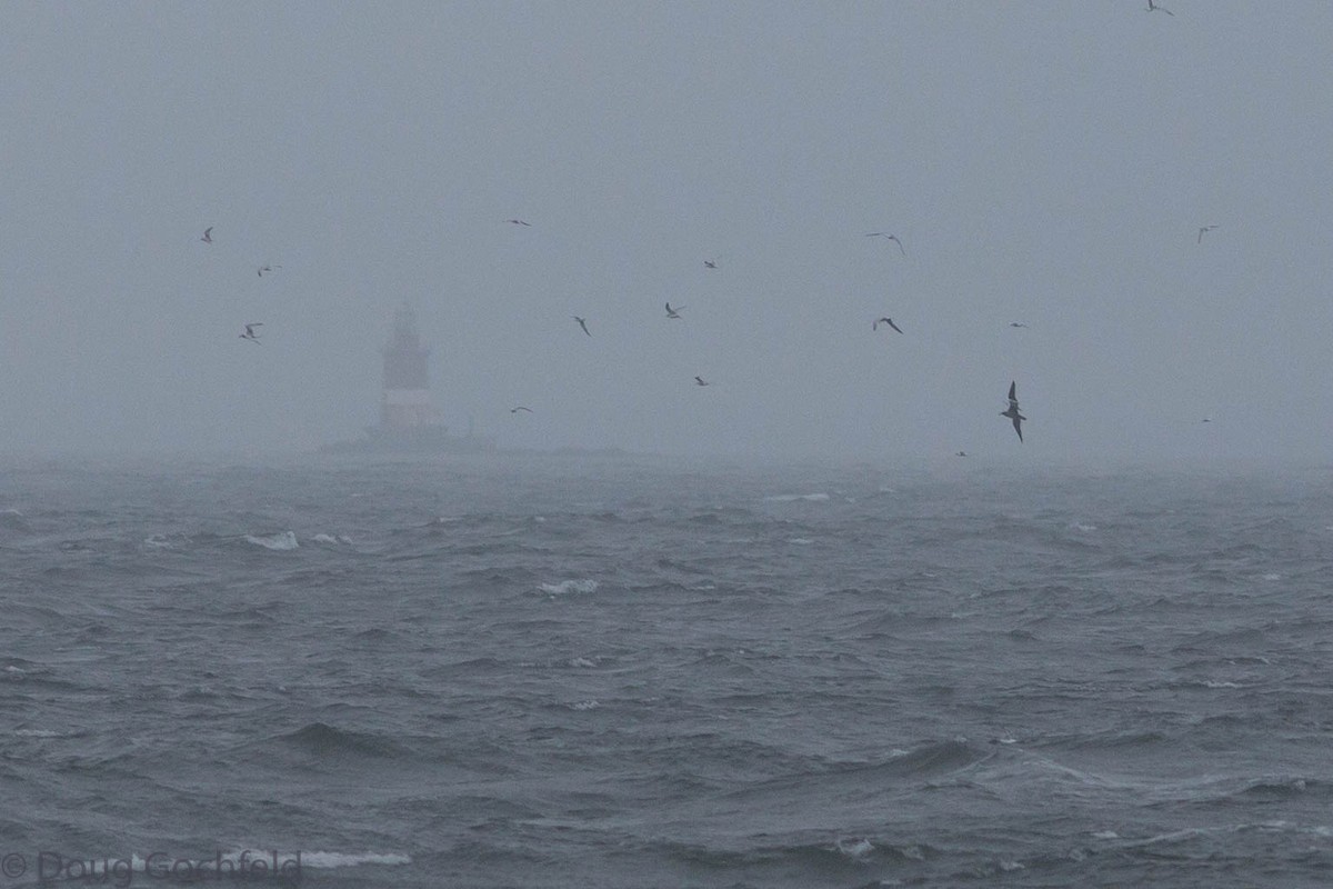 Cory's Shearwater - ML71950791