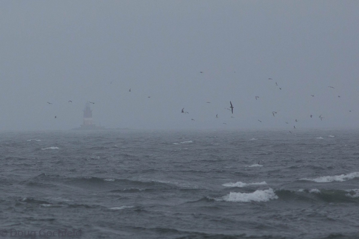 Cory's Shearwater - ML71950801