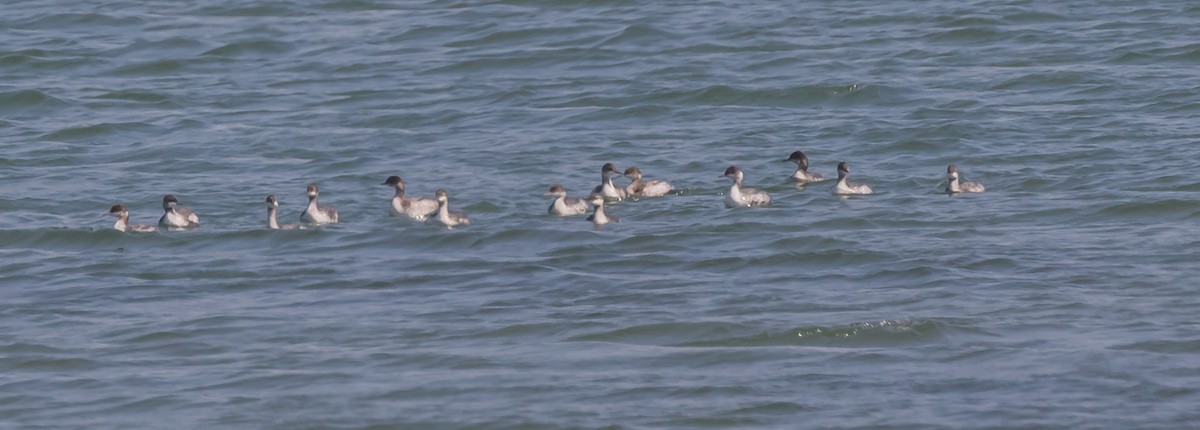 Eared Grebe - ML71950881