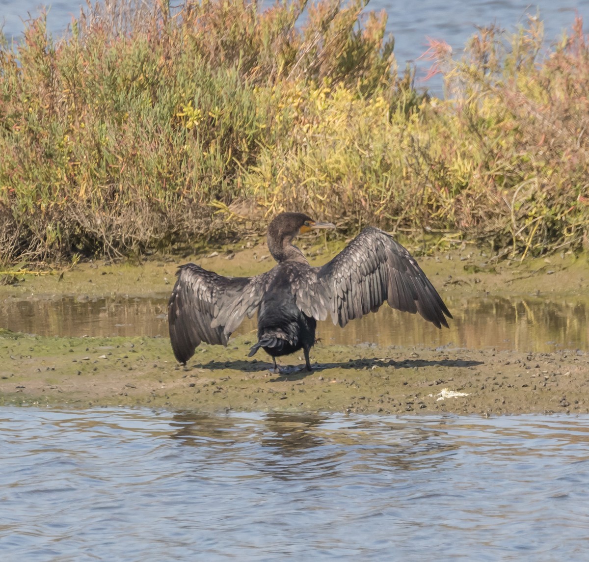 Double-crested Cormorant - Maury Swoveland