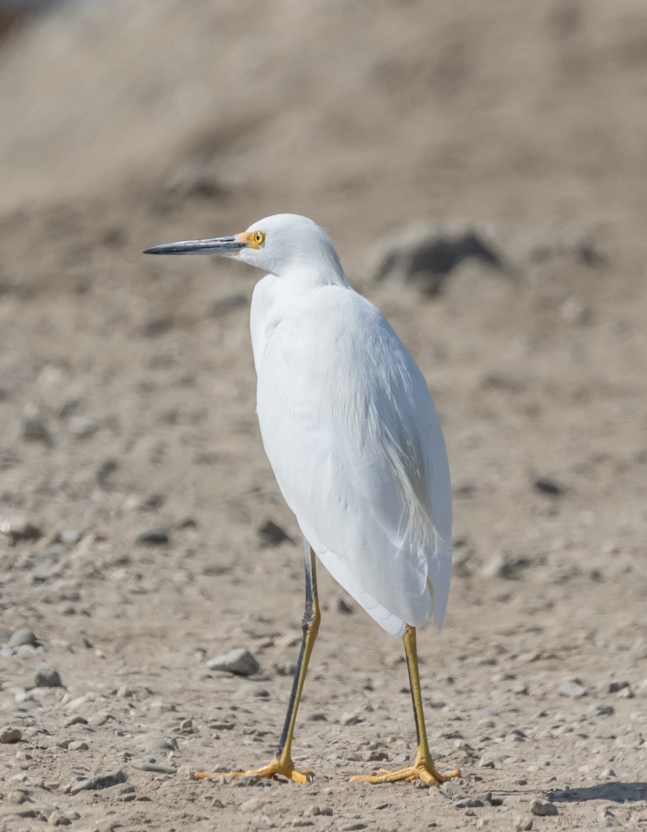 Snowy Egret - ML71951081