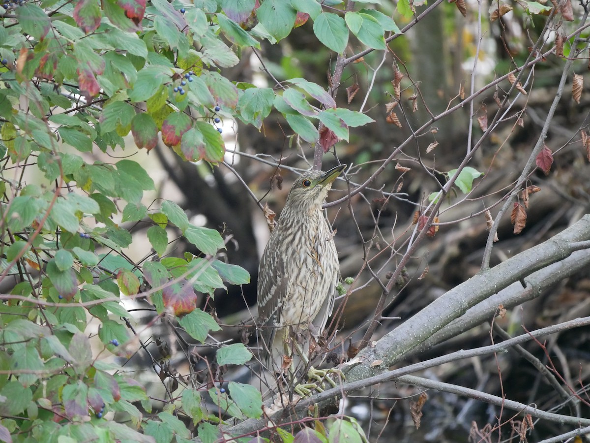 Black-crowned Night Heron - ML71951261