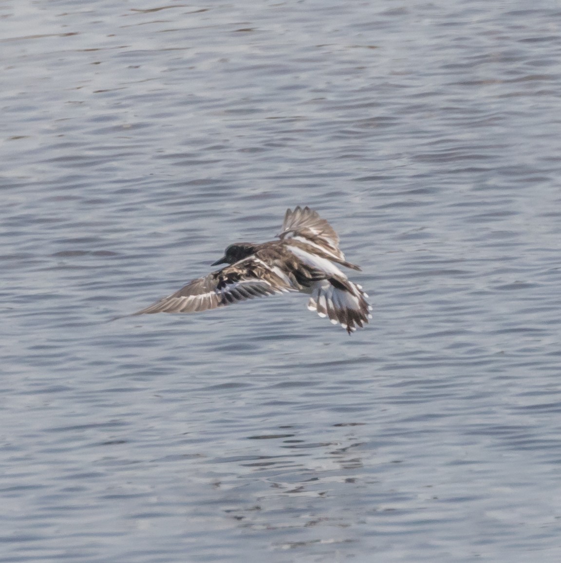 Ruddy Turnstone - ML71951411